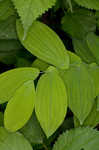 Perfoliate bellwort